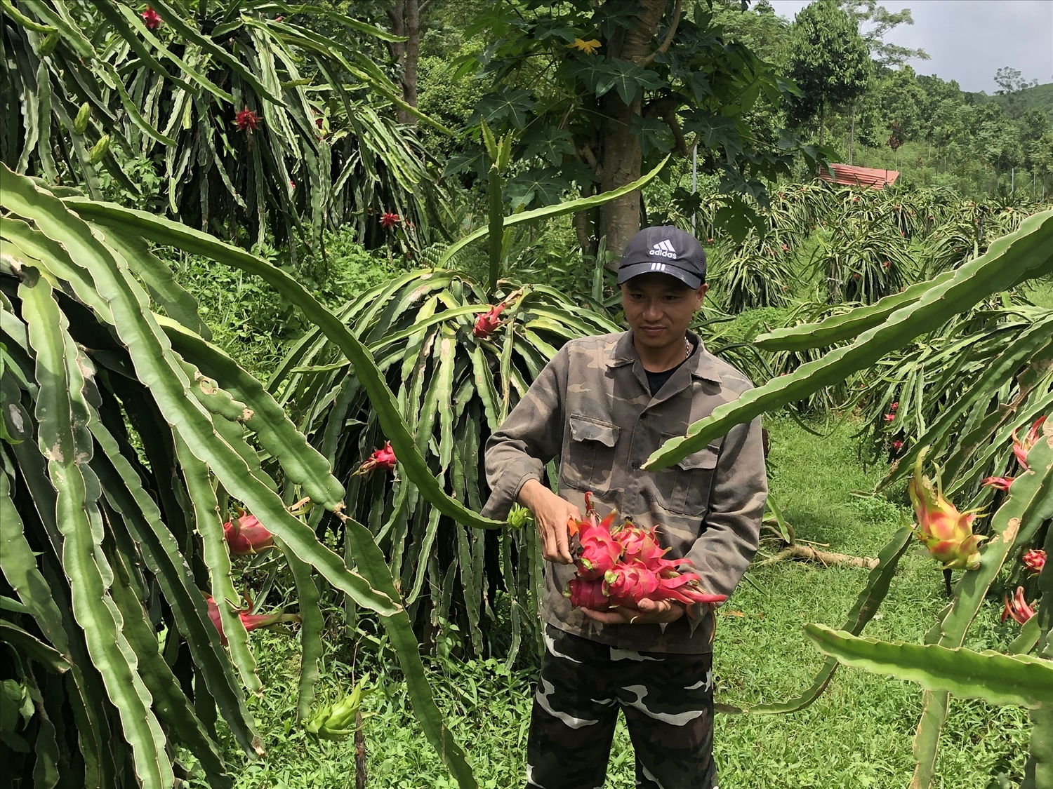 Bà con nông dân xã Minh Tân, huyện Bảo Yên thu hoạch thanh long - Đây là giống cây được hỗ trợ từ CT MTQG xây dựng NTM