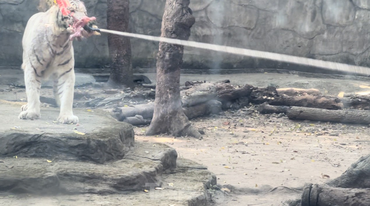 5 starke junge Männer beim Tauziehen mit einem Tiger im Zoo Foto 4