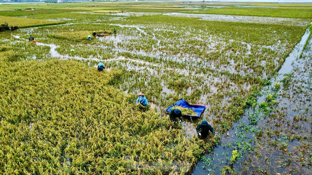 Chiến sỹ Trung đoàn tên lửa ngâm mình gặt lúa giúp dân vùng rốn lũ Chương Mỹ ảnh 2