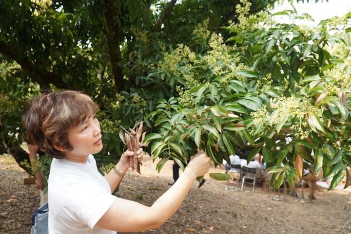 Customers take care of the lychee tree they have chosen and own the tree for 1 year until the tree bears fruit again.