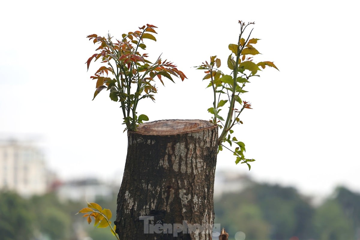 Hà Nội: Những cây xanh gãy đổ sau bão bật chồi 'hồi sinh'