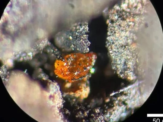 Amber discovered in a sedimentary basin off Antarctica