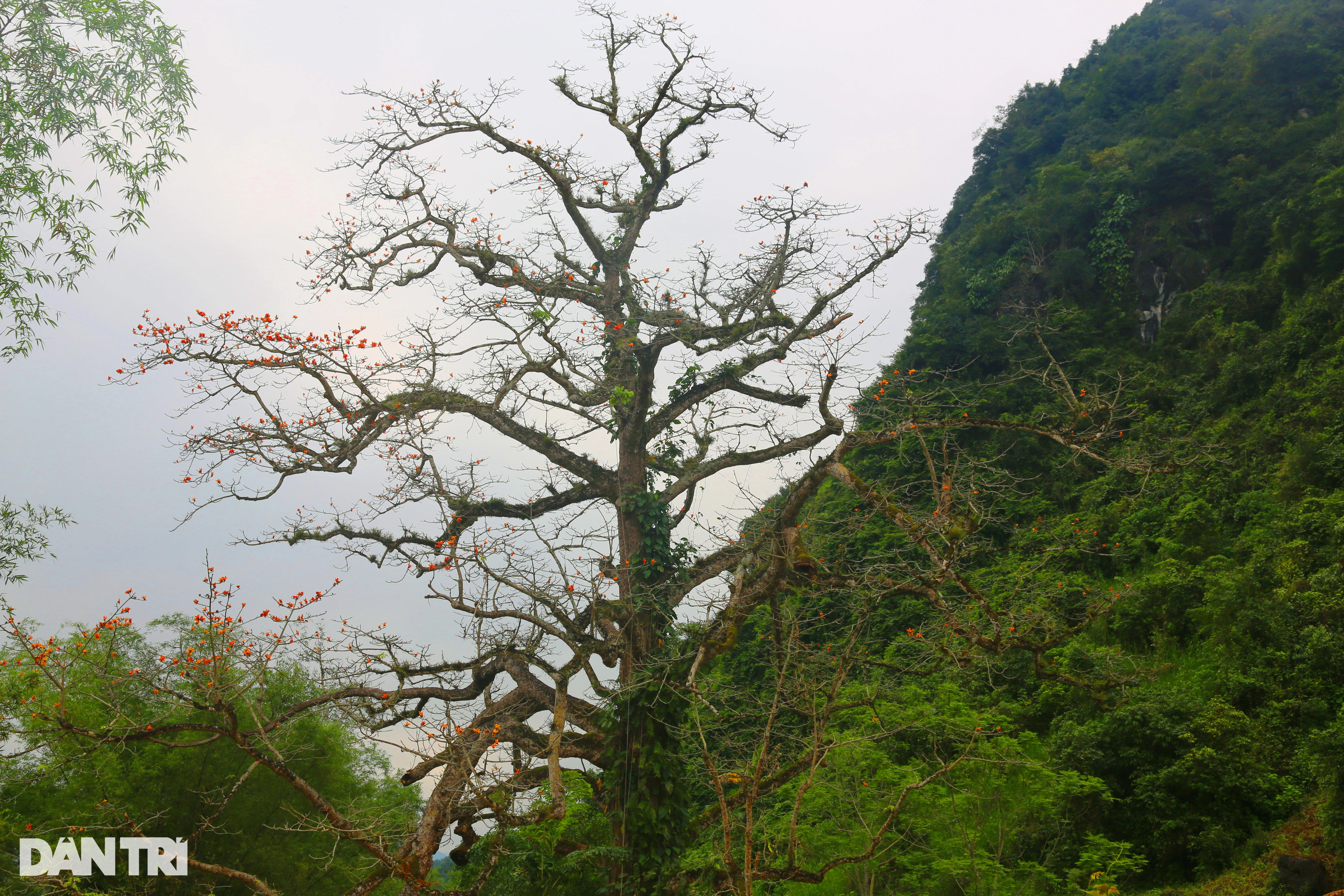 Admira el árbol patrimonial de más de 500 años, las flores tienen colores extraños.