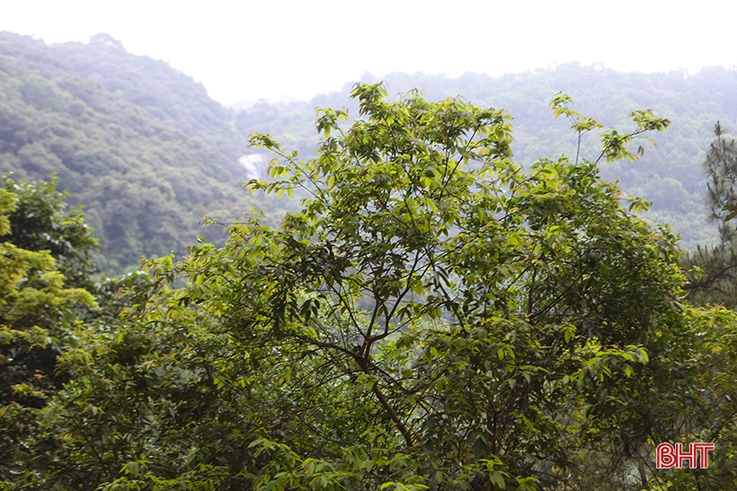 For Hong Linh forest to stay green forever...