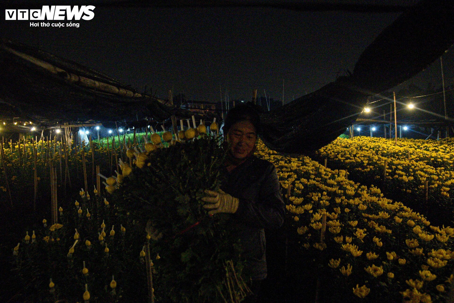 Lighting the lamp all night, forcing flowers to 'stay awake' to welcome Tet - 9