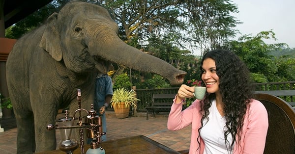 Le café à base de crottes d'éléphant coûte plus d'un million de VND la tasse, la boisson par excellence la plus chère au monde