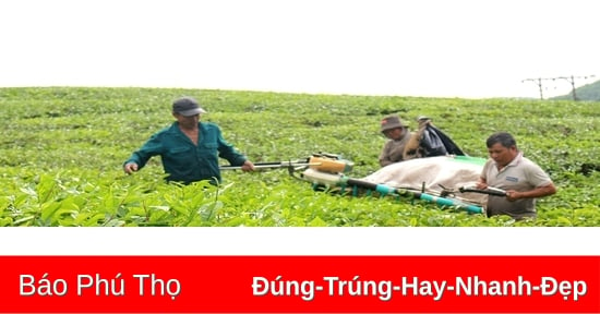 Phát triển bền vững thương hiệu chè Phú Thọ