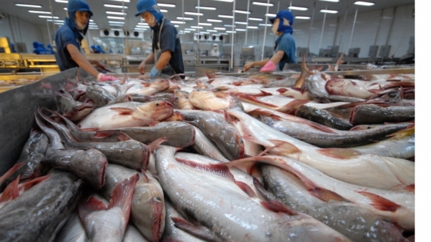 Exports from January 1-7, 2024: Tea exports reached 211 million USD, Pangasius fish set an export target of 2 billion USD in 2024