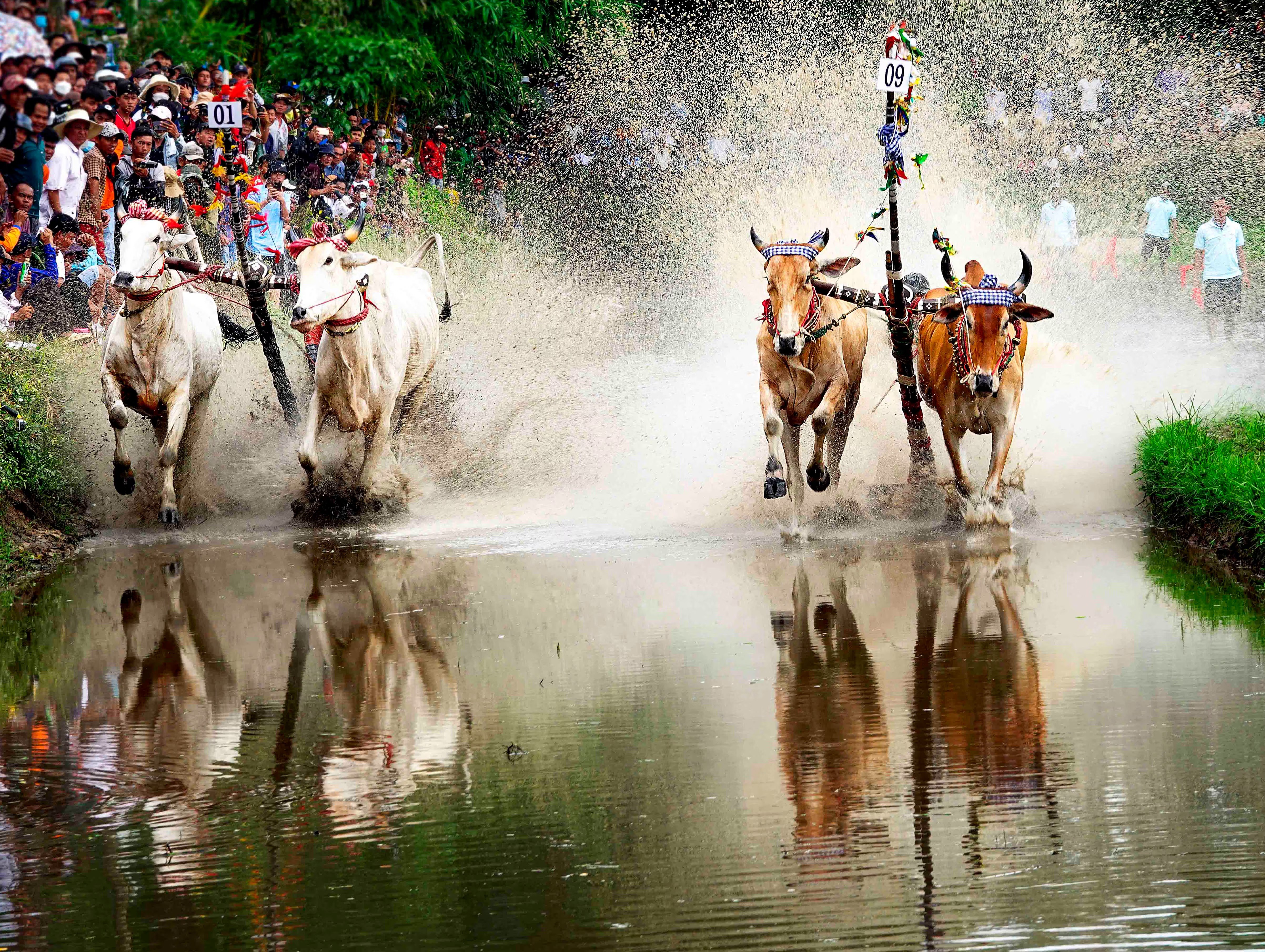 Hội đua bò Chùa Rô