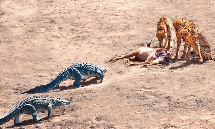 Krokodil jagt Geparden, um Antilopenkadaver zu erbeuten