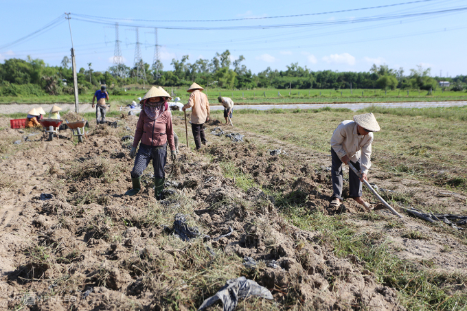 El Sr. Duong contrató personas para cosechar dos acres de ginseng Bo Chinh. Foto: Dac Thanh