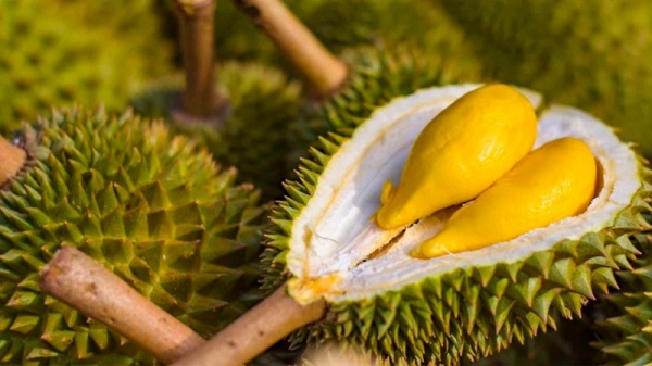 What is the reason for the price of durian hitting the ceiling?