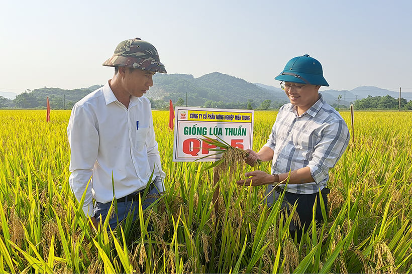 Những giống lúa mới trĩu bông trên cánh đồng Nghi Xuân