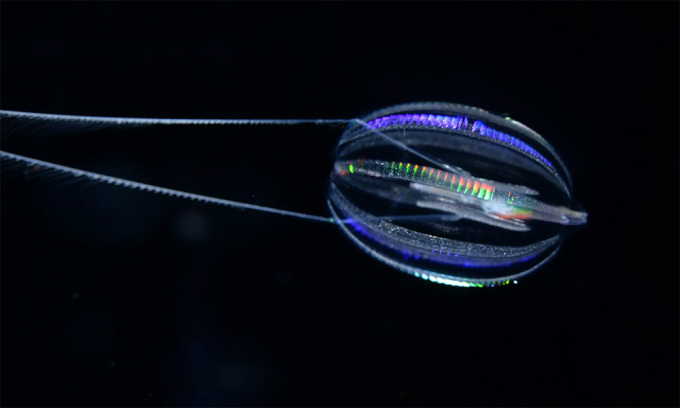 Hormiphora californensis - una especie de medusa peine. Foto: Darrin Schultz/2021 MBARI