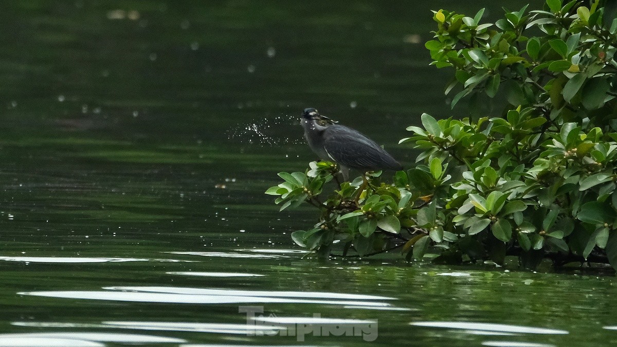 Les touristes apprécient de voir des volées d'oiseaux nicher naturellement dans le lac Hoan Kiem, photo 9