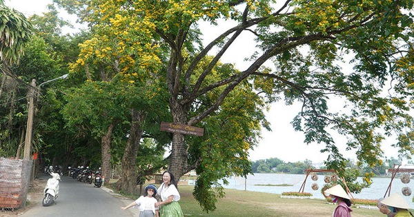 Nueve árboles de palo de rosa de la aldea Huong Tra son reconocidos como árboles patrimoniales