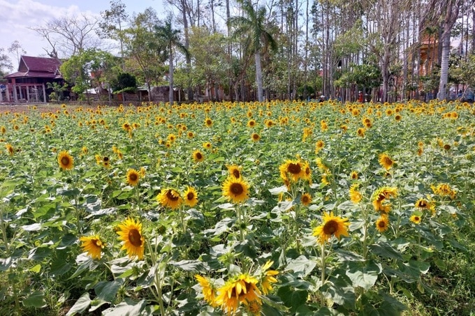 Vườn hướng dương 2.000m2 rực rỡ trong ngôi chùa độc đáo ở Sóc Trăng - 2