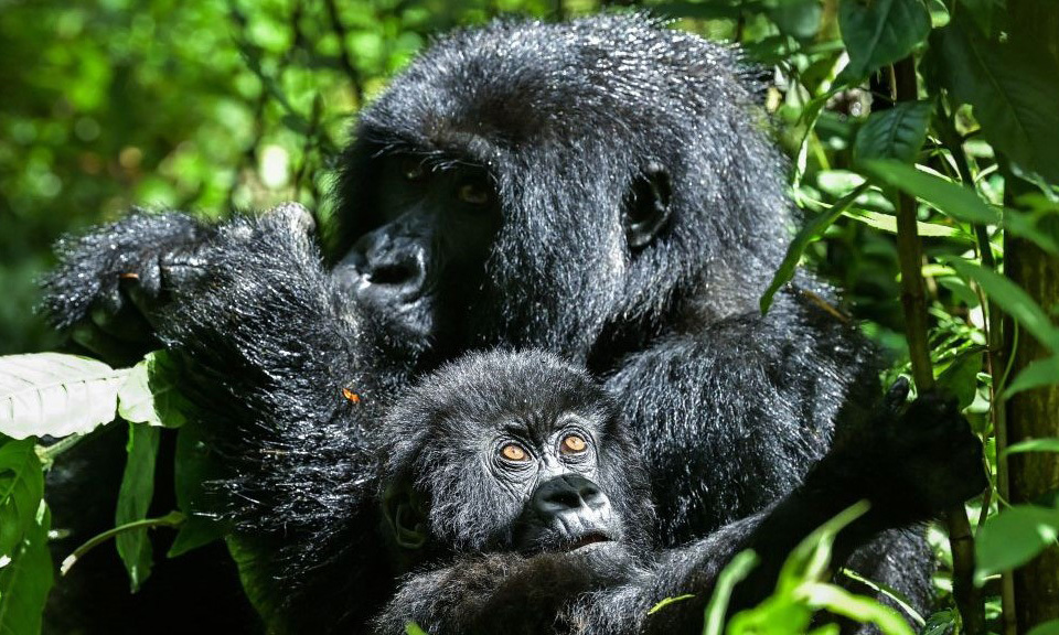 Warum adoptieren Tiere manchmal die Kinder anderer Leute?