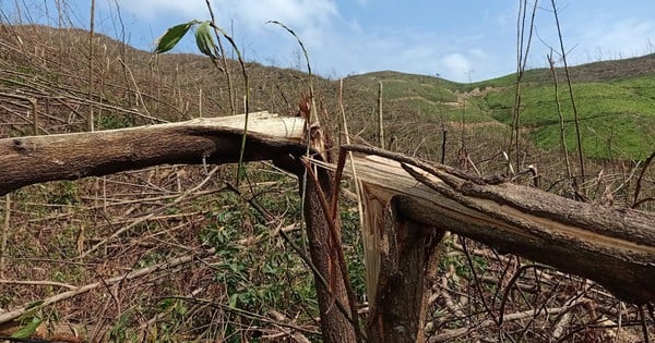 Ein Unternehmen in Quang Ninh besitzt mehrere tausend Hektar Wald, doch kein Baum hat den Sturm überlebt.