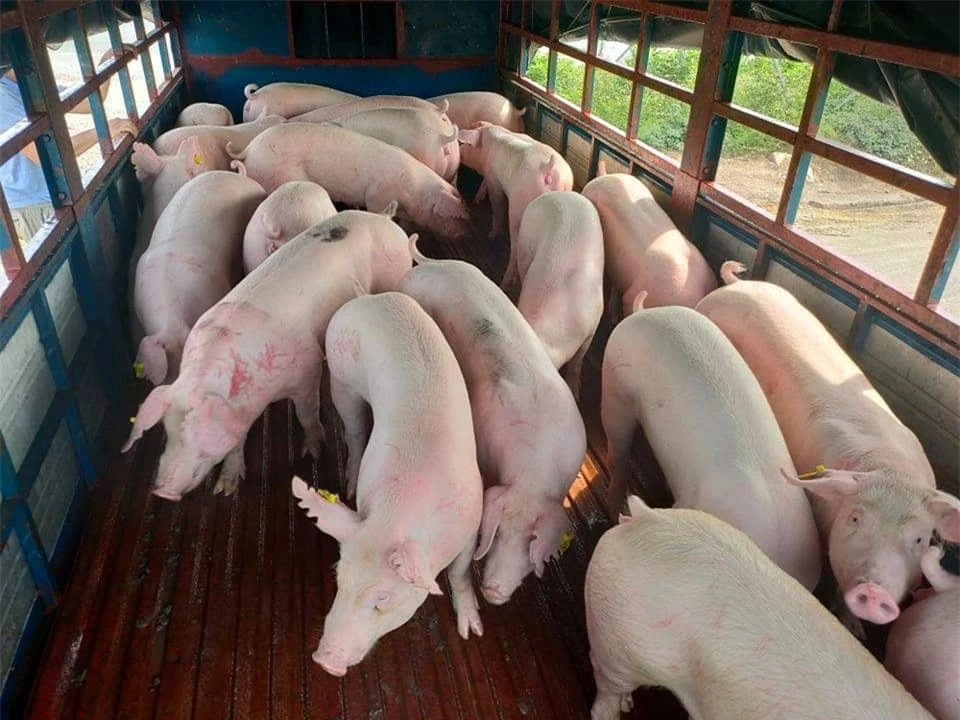 Pig price on November 25, 2024: North continues to decrease, South increases slightly