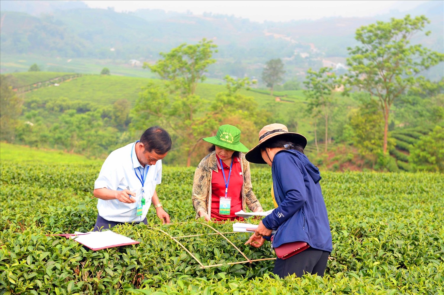 Chè được tập kết, cân trọng lượng sau khi hái ngay tại đầu luống.