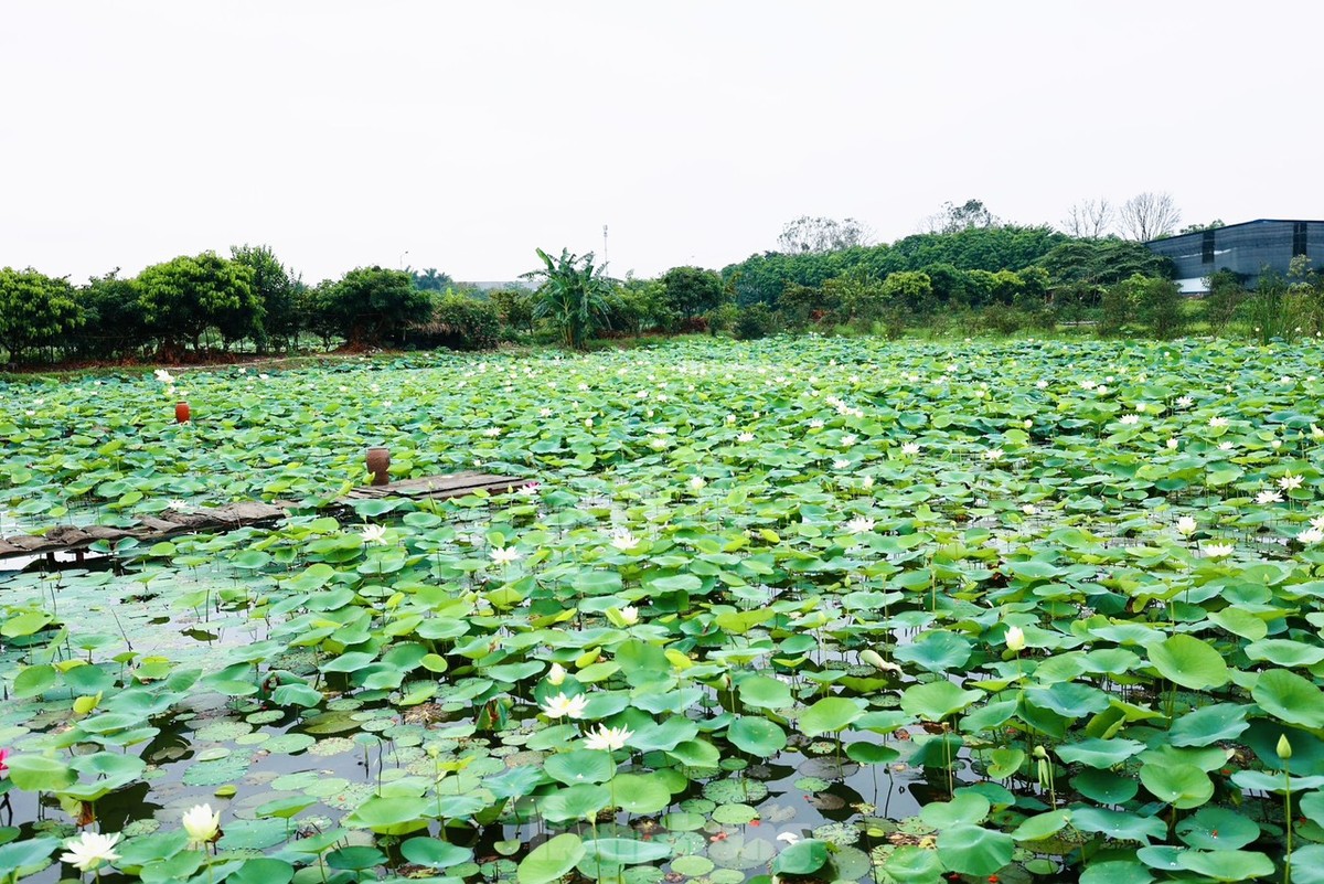 Des jeunes gens portant l'Ao Dai prennent des photos à côté de fleurs de lotus blanches, photo 1