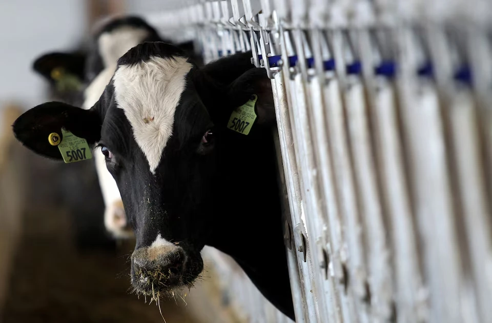 US discovers bird flu virus in fresh milk in California