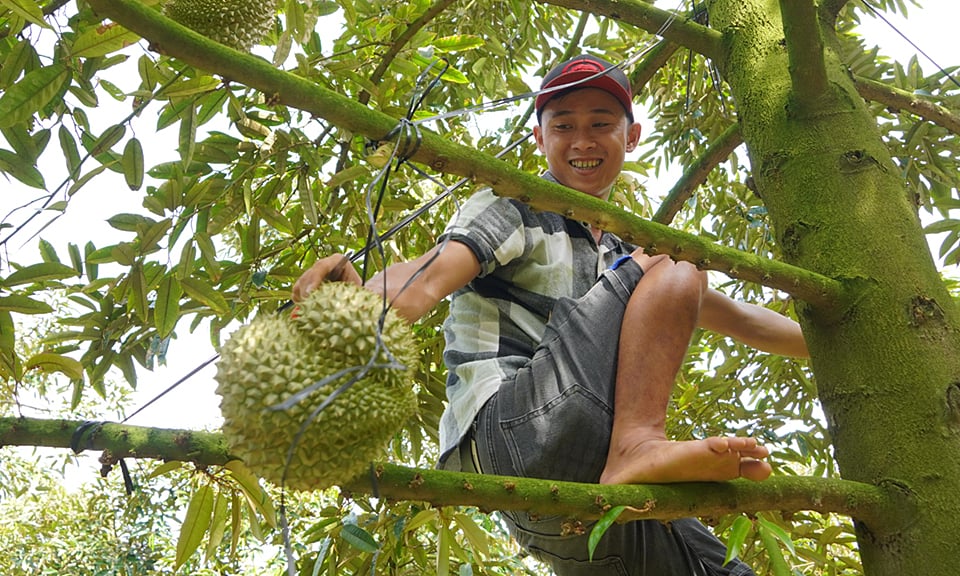 La cueillette de durians pour le compte d'autrui rapporte des millions chaque jour