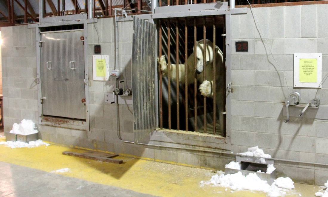 Unique 'prison' holding polar bears