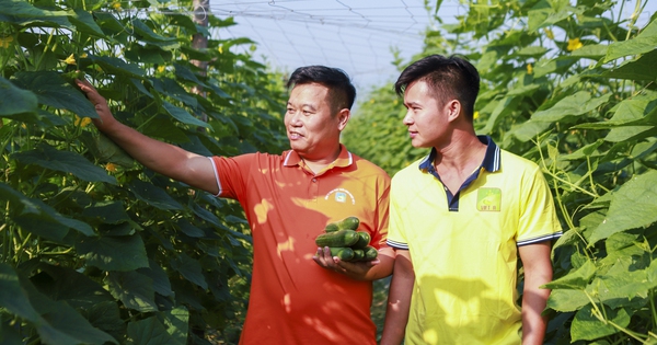 Un agricultor de Hoa Binh gana casi 400 millones de dongs al año cultivando una variedad de pepino "super" productiva