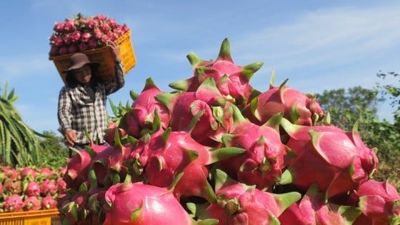 Para que los cultivadores de pitaya dejen de llorar