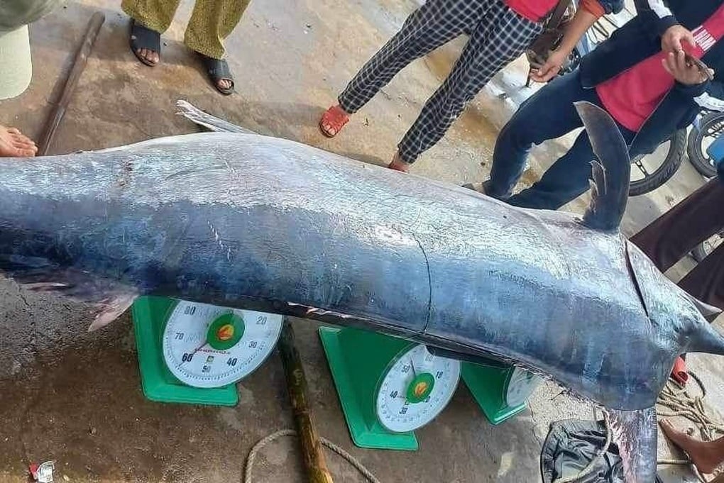 Ngư dân bắt được cá cờ nặng gần 200kg, dài 3m trong chuyến đi biển cuối năm - 1