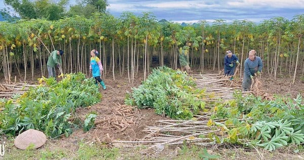 Besides China, a Southeast Asian country suddenly increased its purchase of this type of starch from Vietnam, with purchasing power increasing by 366%.