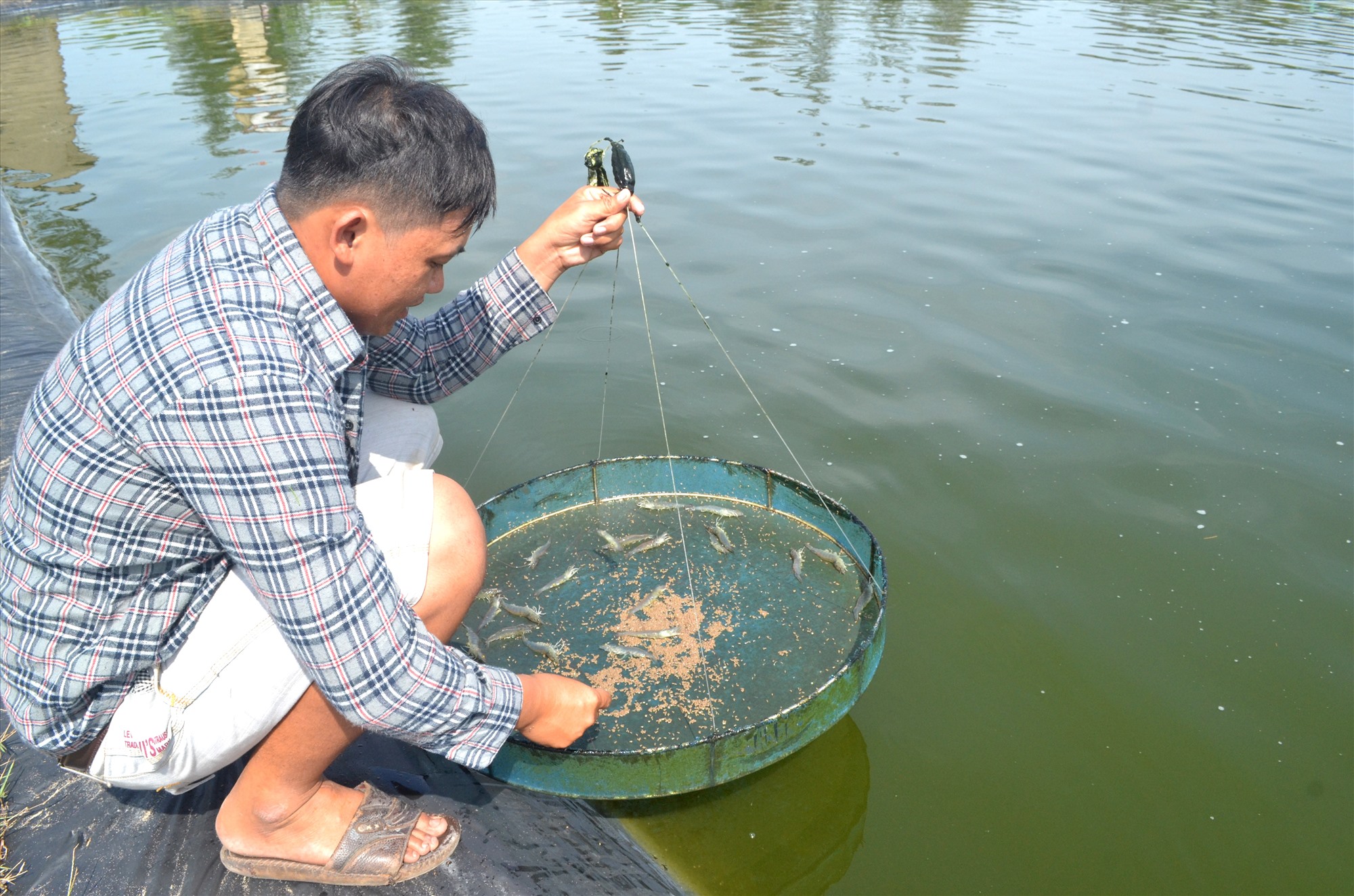 Người dân vùng đông nam Thăng Bình phát triển nuôi tôm thẻ chân trắng. Ảnh: NGUYỄN QUANG