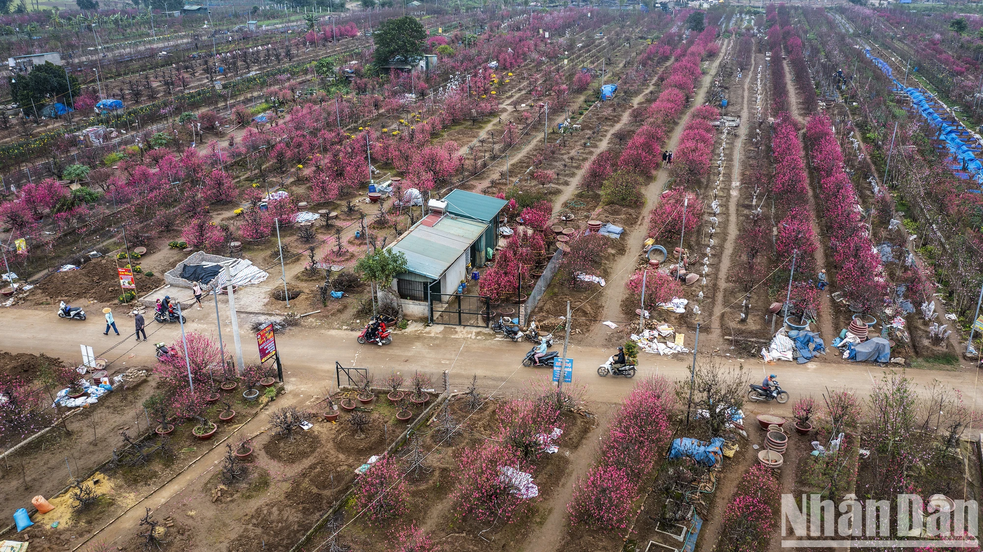 【写真】旧正月前夜に満開となったニャットタン・プートゥオン桃の花村 写真1