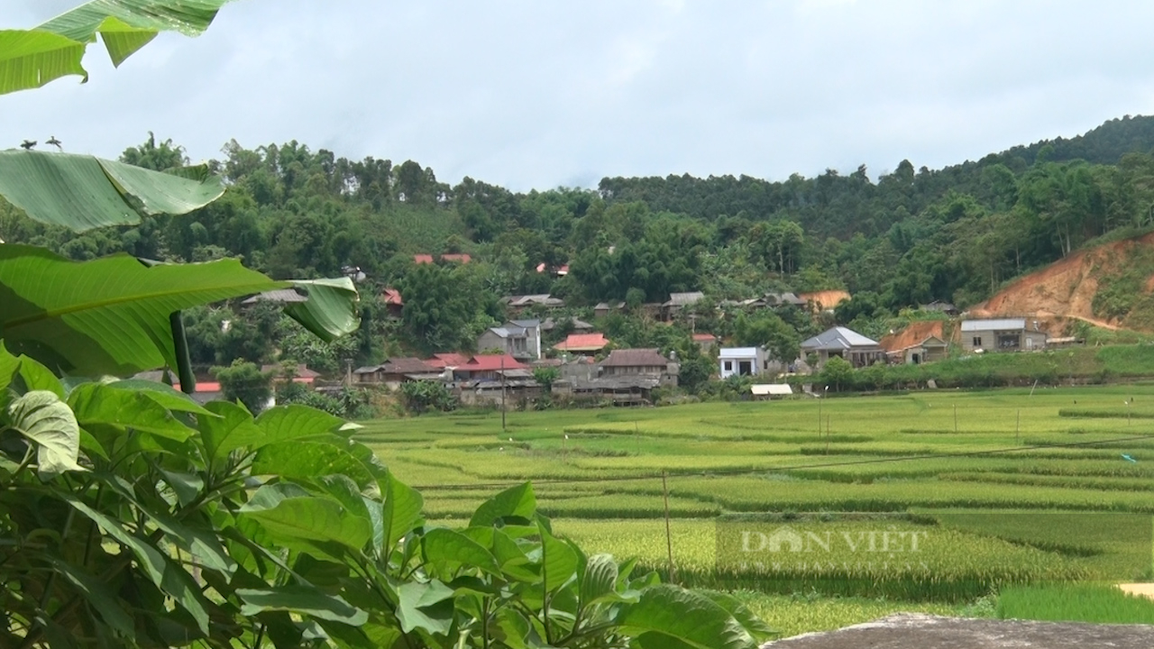 Thứ cây đặc sản 