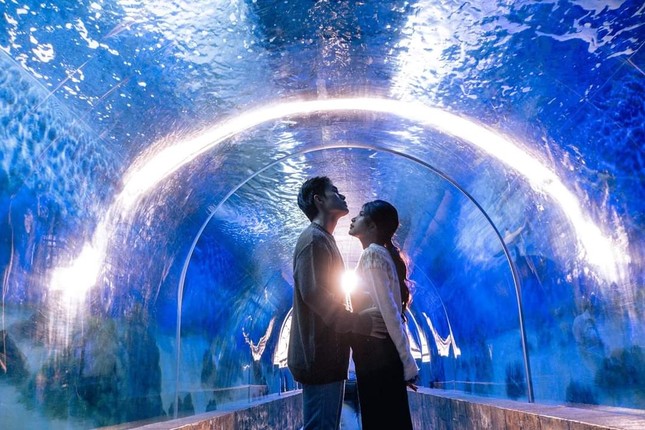 Gen Zと一緒にニャチャン水族館を探検しよう: 『ファインディング・ニモ』のように魔法のような体験! - 1