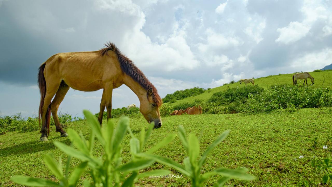 'Đà Lạt thu nhỏ' cách Hà Nội 100km, khách tới săn mây, cắm trại giữa rừng