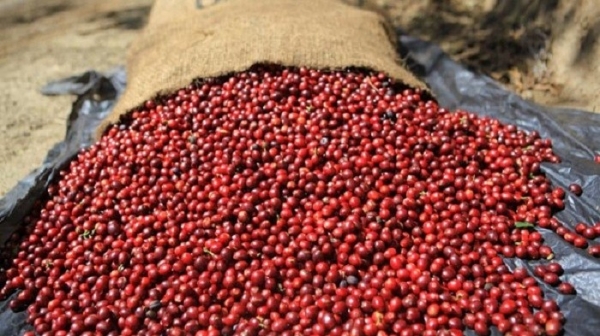 Giá cà phê robusta tăng mạnh, các quỹ và đầu cơ quay lại mua hàng