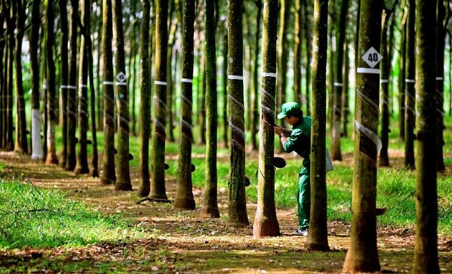 កៅស៊ូ Tay Ninh (TRC) មានប្រាក់ចំណេញធំនៅក្នុង Q3/2024 បំណុលរយៈពេលខ្លីក៏កើនឡើង 59%