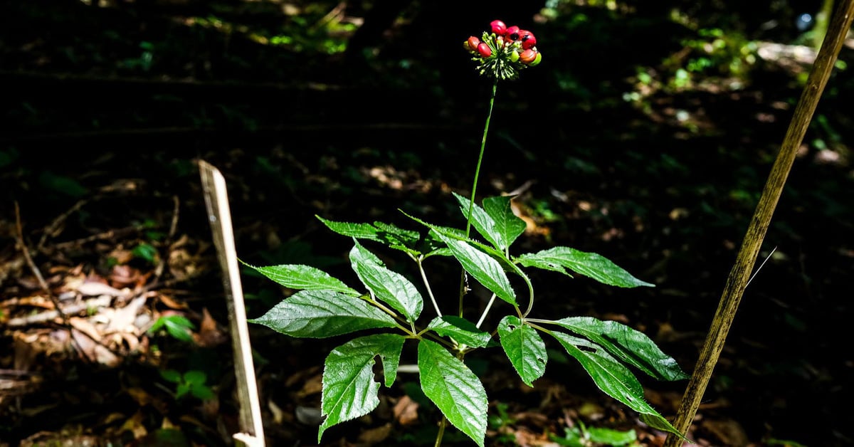 La culture d'un hectare de ginseng Ngoc Linh peut rapporter 32 milliards de VND