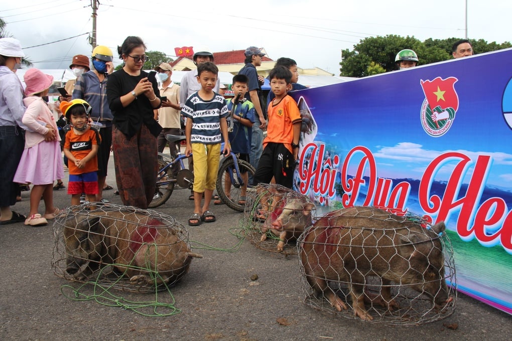 Kỳ thú màn đua heo sọc dưa, bắt gà vườn ở cao nguyên - 2