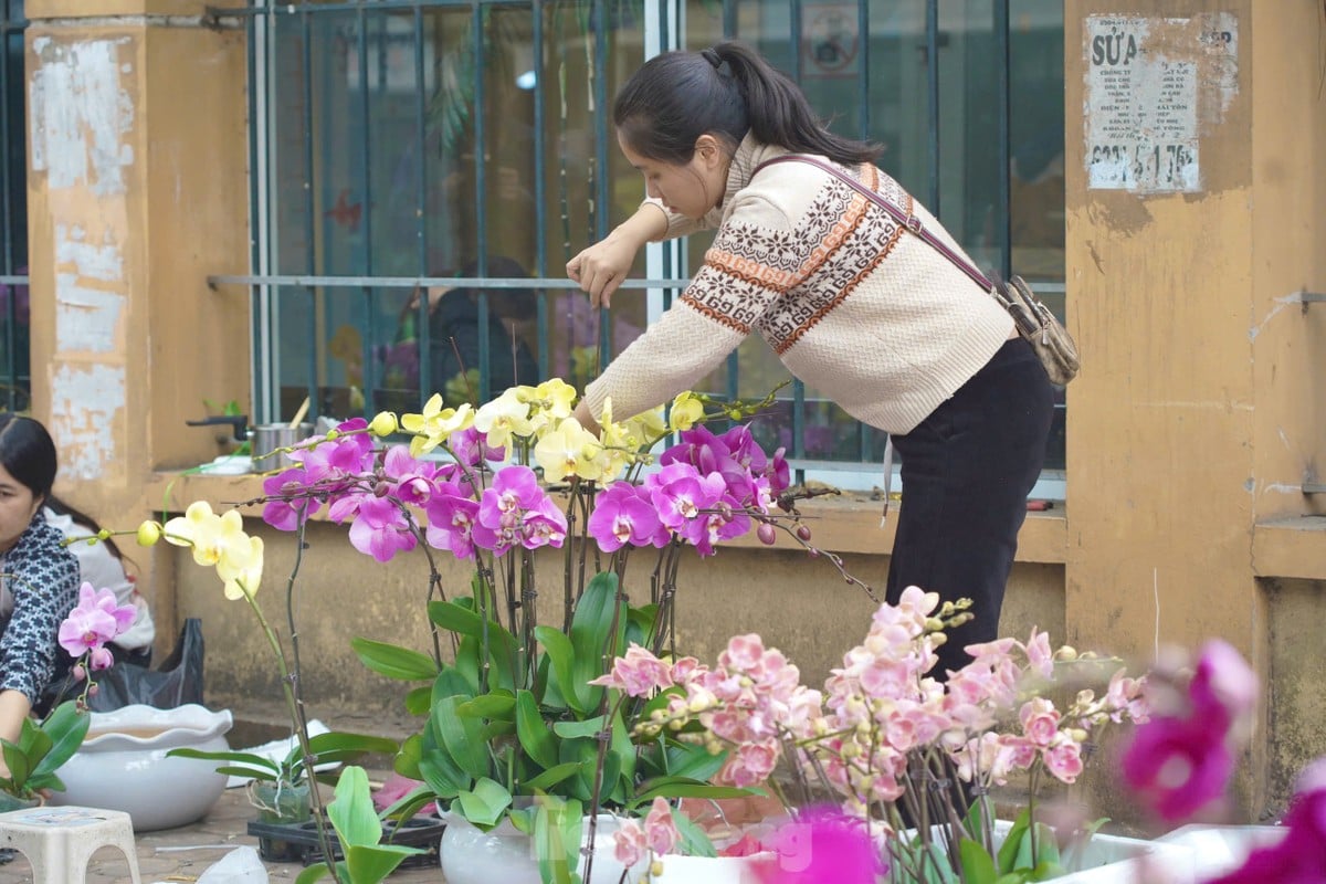 Phố cây cảnh lớn nhất Hà Nội ‘diện áo mới’ đón Tết ảnh 4