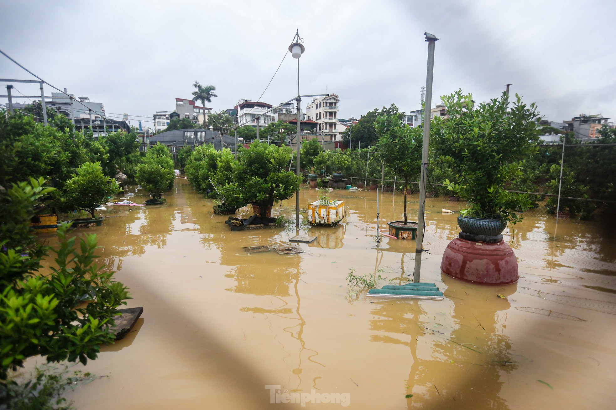 ប្រជាជន​ក្នុង​រដ្ឋធានី​បាន​វាយ Tu Lien ឱ្យ​ចូល​ទឹក​ដើម្បី​សង្គ្រោះ​ដើមឈើ រូបថត​ទី ១៦