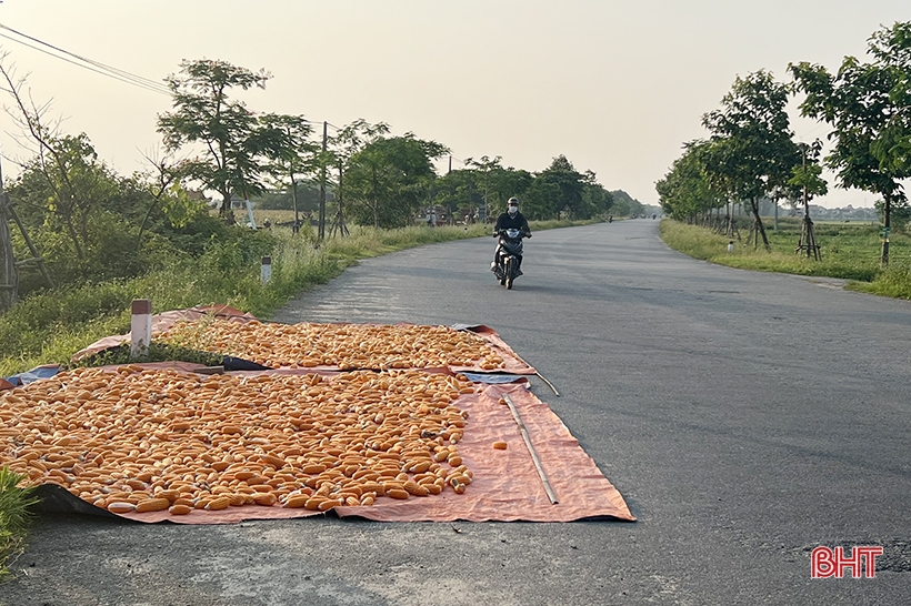 Drying rice 