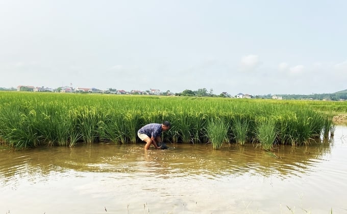 M. Nguyen Van Huan vérifie la densité des vers de terre dans les rizières biologiques. Photo : Nguyen Hoan.