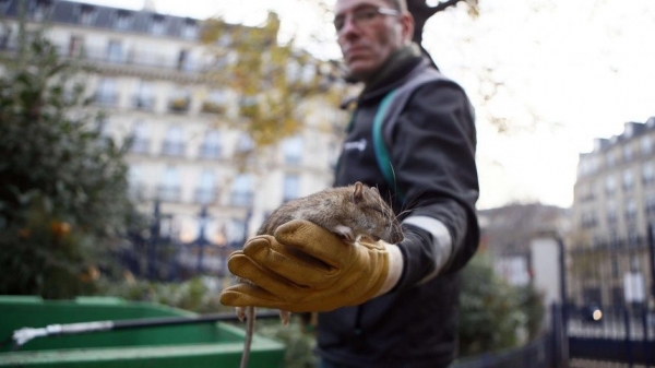 Chuột hoành hành, Paris lên kế hoạch đầy tham vọng "chống lại sự phát triển của chuột"