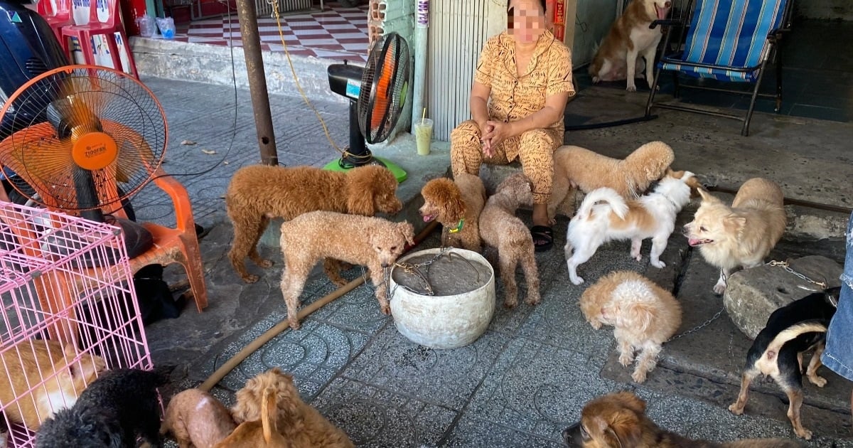 For 8 years, I didn't dare take my child for a walk because my neighbors kept nearly 100 dogs and cats.