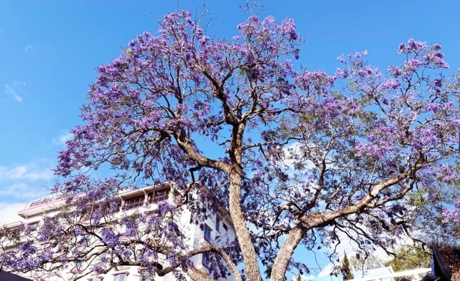 La cautivadora belleza de las flores de fénix púrpura en la ciudad de las flores de Da Lat foto 4