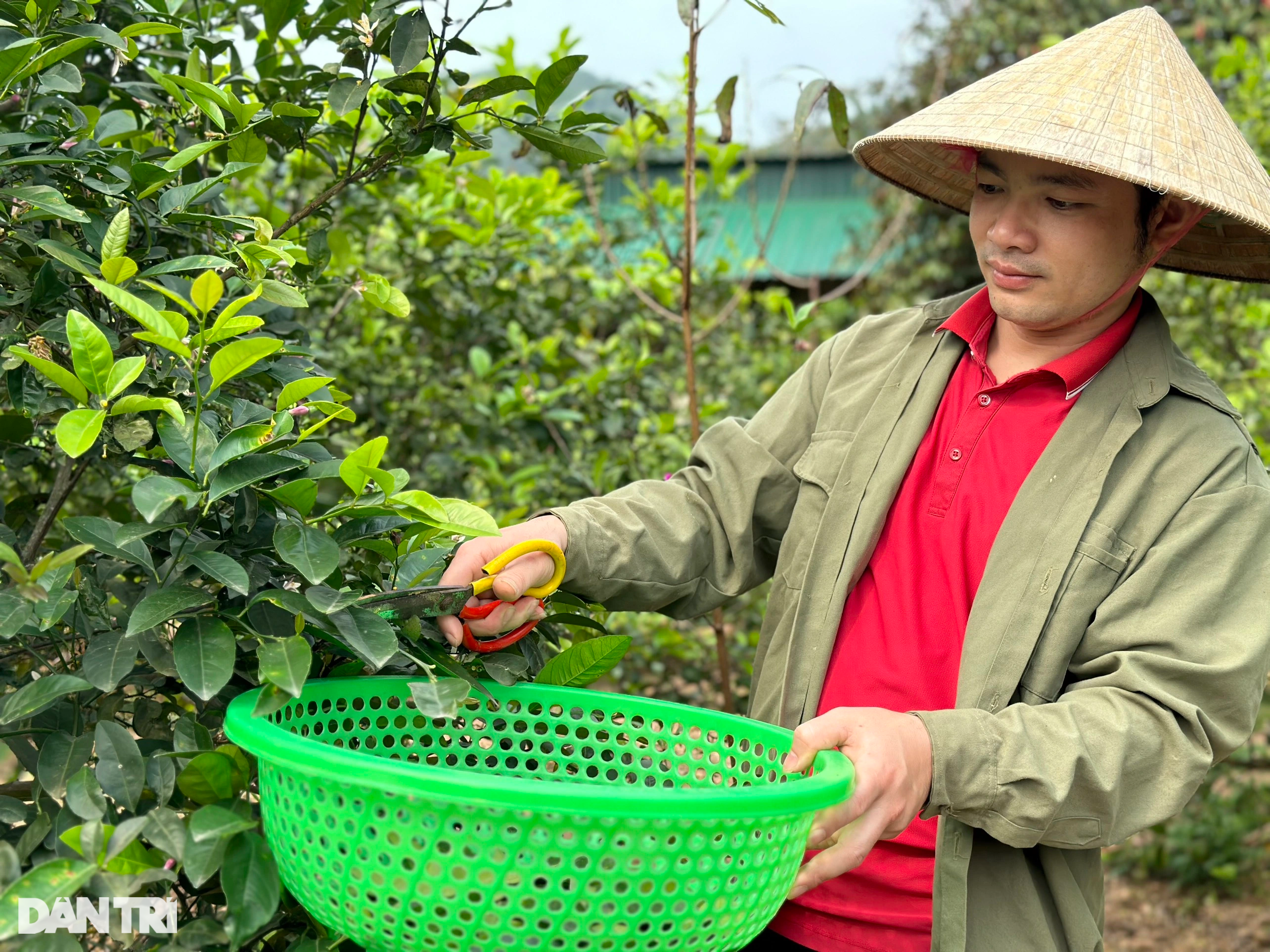 Việc nhẹ, mang lại thu nhập khá nhờ loại lá phổ biến ở vùng nông thôn - 1